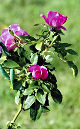 Rose 'Felix Leclerc', Jardin botanique de Montreal, 2007